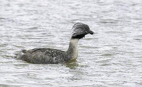 Hoary-headed Grebe