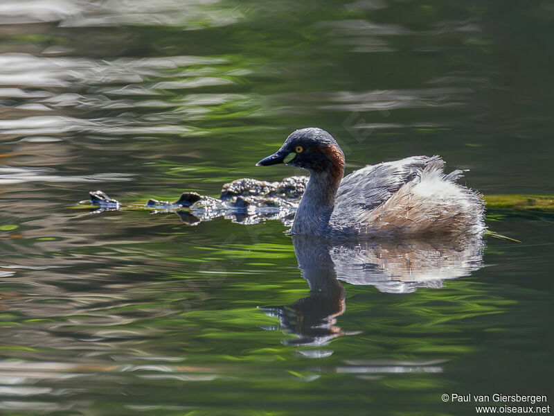 Australasian Grebe