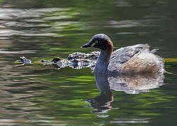 Australasian Grebe