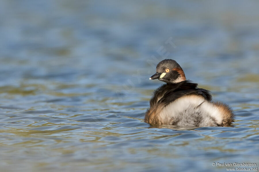 Australasian Grebeadult