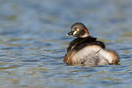 Australasian Grebe