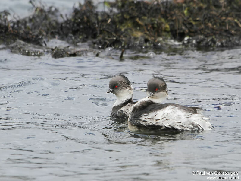 Silvery Grebeadult