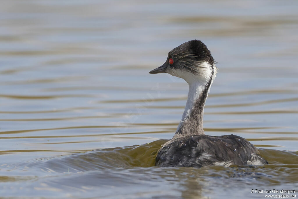 Silvery Grebeadult