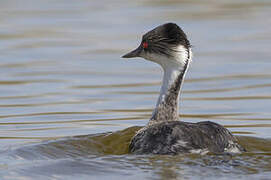 Silvery Grebe