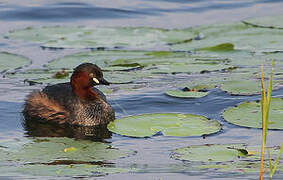 Little Grebe