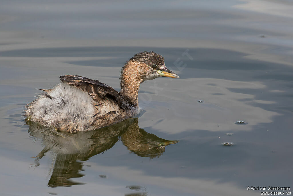 Little Grebe