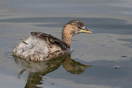 Little Grebe