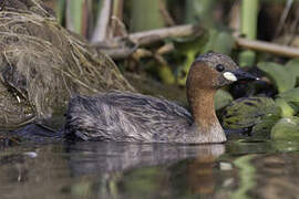 Little Grebe