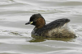 Little Grebe