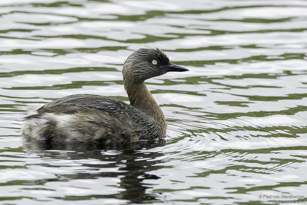 New Zealand Grebeadult