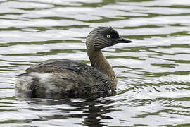 New Zealand Grebe