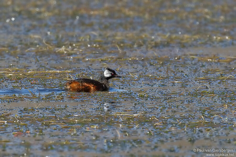 White-tufted Grebeadult