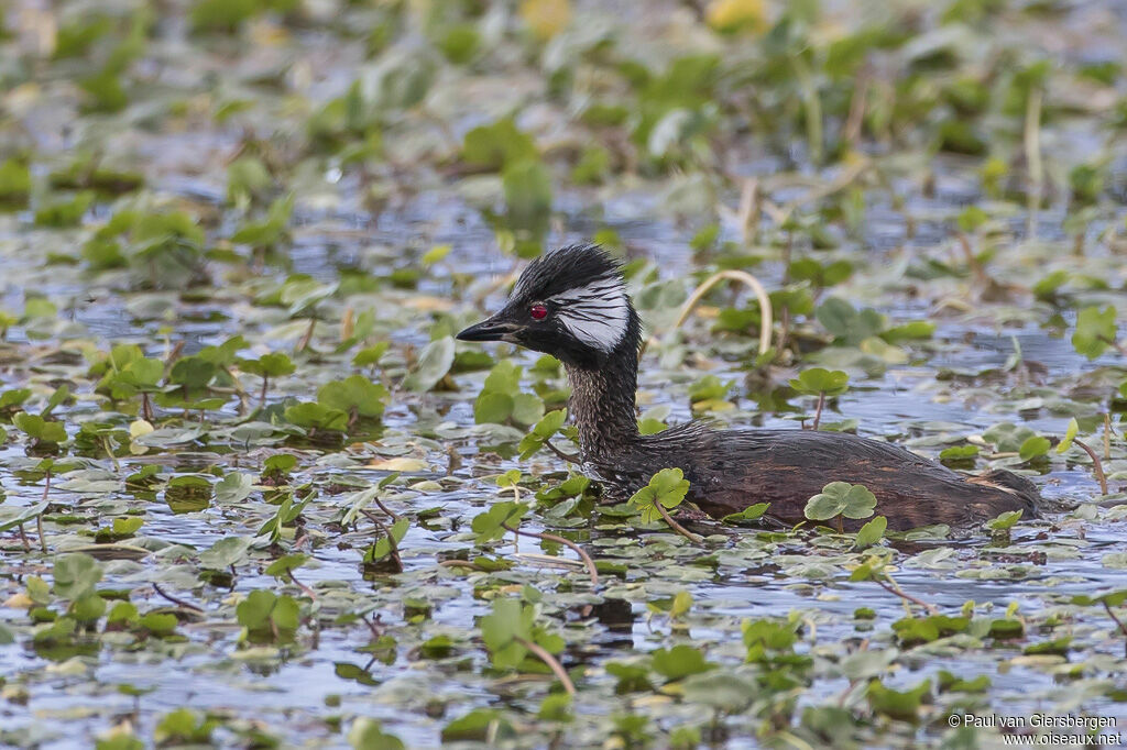 White-tufted Grebeadult