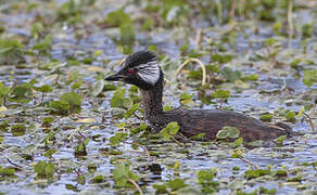 White-tufted Grebe