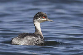 Junin Grebe