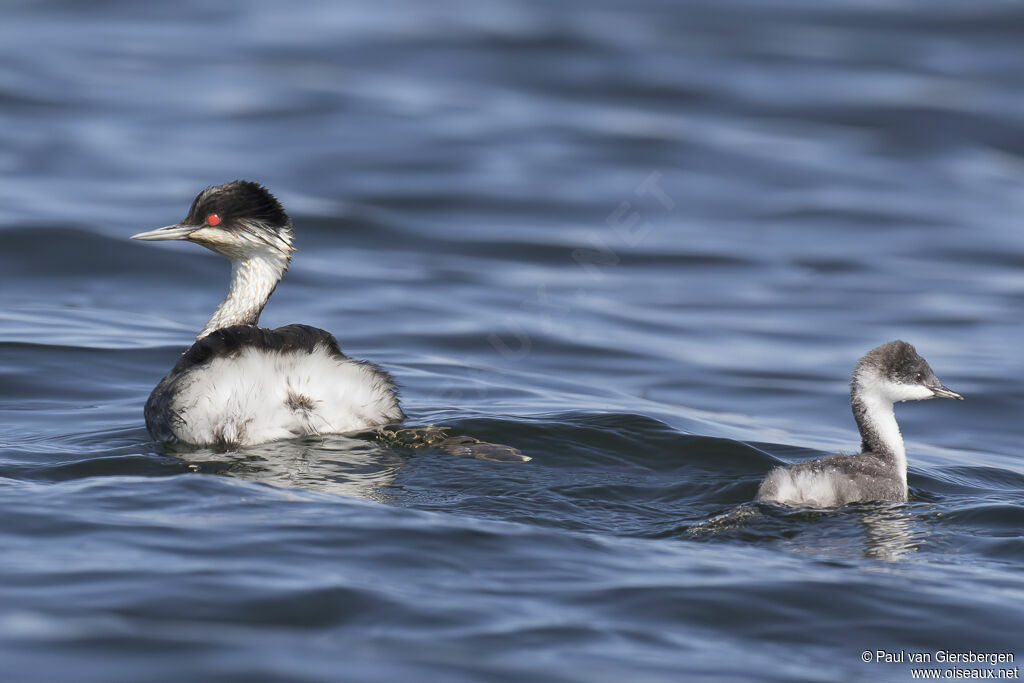 Junin Grebe