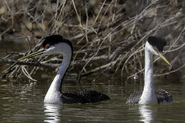 Western Grebe