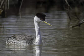 Western Grebe