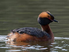 Horned Grebe