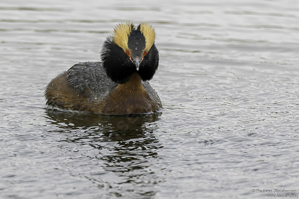 Horned Grebeadult