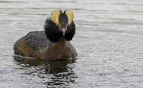 Horned Grebe