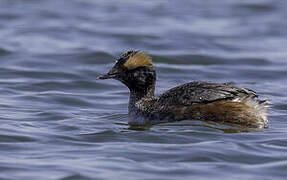 Horned Grebe