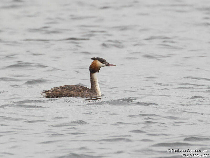 Great Crested Grebe