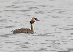 Great Crested Grebe