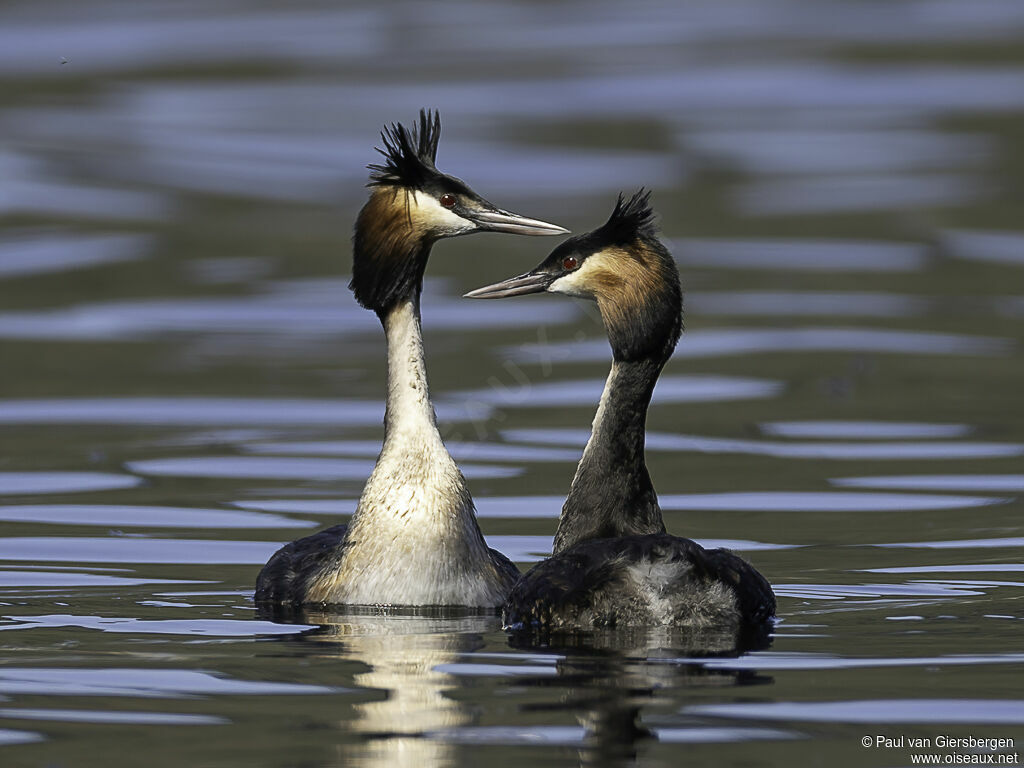 Great Crested Grebeadult