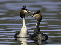 Great Crested Grebe