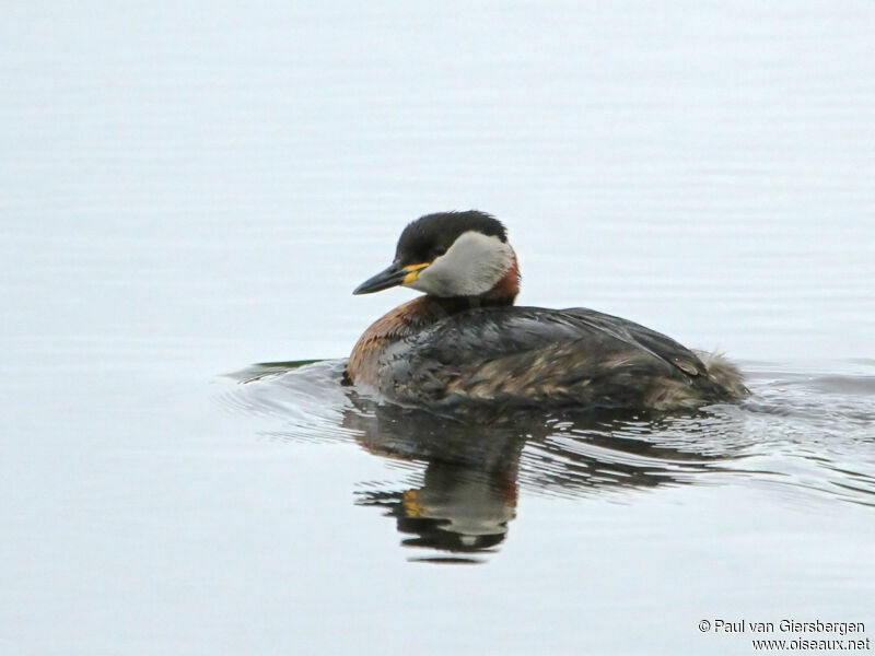 Red-necked Grebe