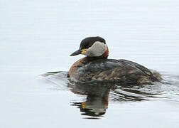 Red-necked Grebe