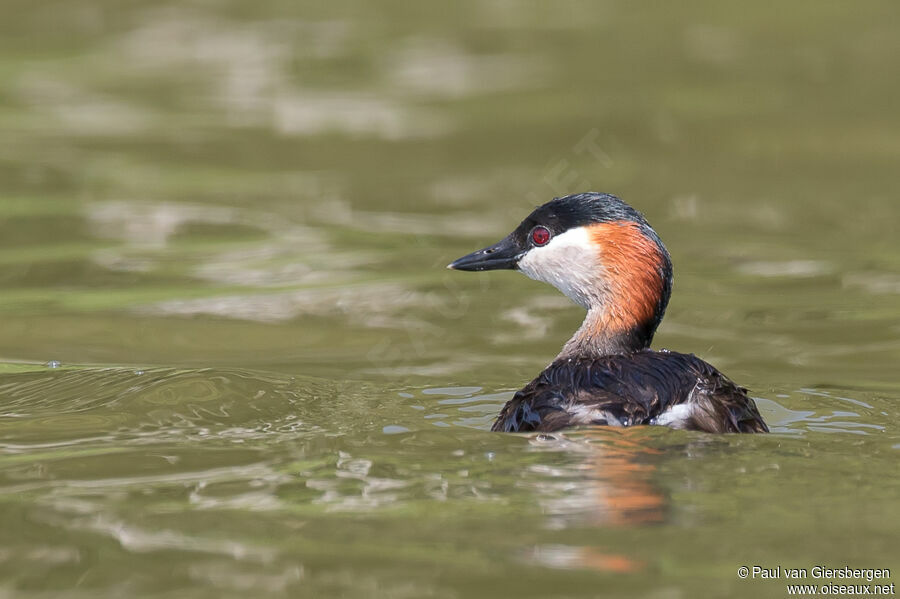 Madagascar Grebeadult