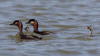 Madagascar Grebe