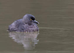 Least Grebe