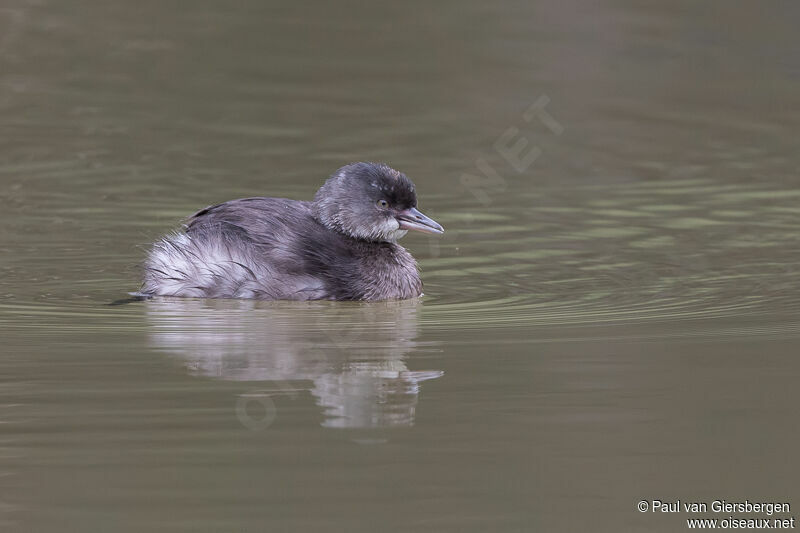 Least Grebe