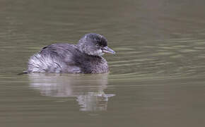 Least Grebe