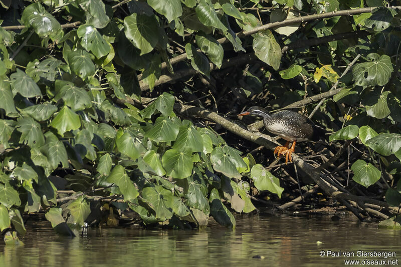 African Finfootadult