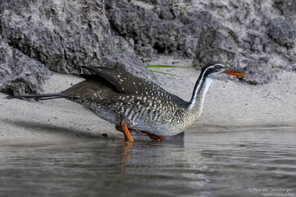 African Finfoot