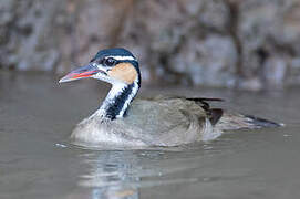 Sungrebe