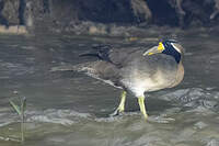 Grébifoulque d'Asie