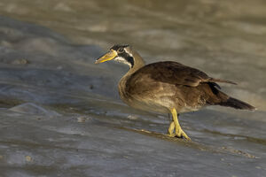 Grébifoulque d'Asie