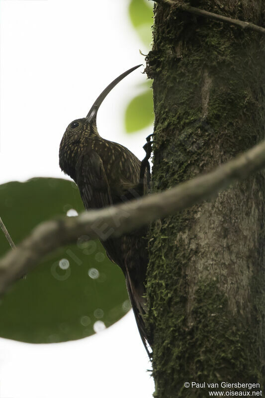 Brown-billed Scythebilladult