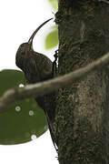 Brown-billed Scythebill