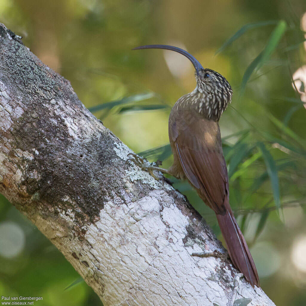 Black-billed Scythebilladult, identification