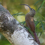 Black-billed Scythebill