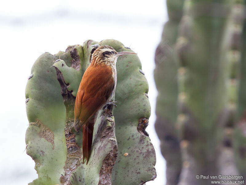 Narrow-billed Woodcreeper