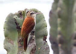 Narrow-billed Woodcreeper