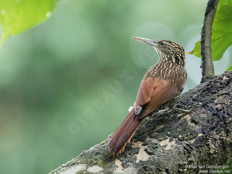 Ivory-billed Woodcreeper