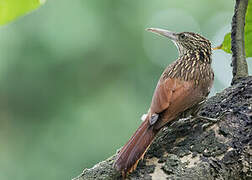 Ivory-billed Woodcreeper